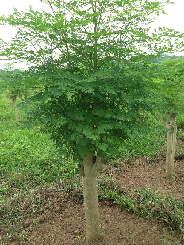 CÂY CHÙM NGÂY - cây giống nhỏ