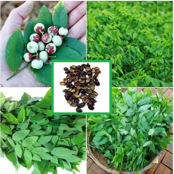 Hạt giống bồ ngót rau bồ ngót dễ trồng năng xuất cao giá rẻ