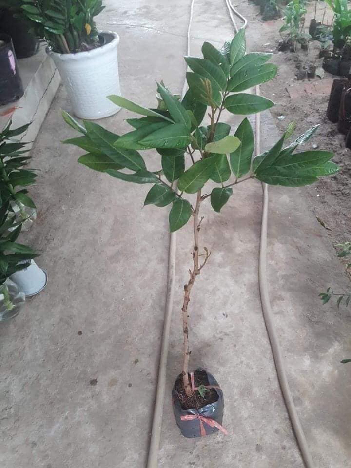 Cây nhãn siêu trái (hay gọi là nhãn Hồng Phúc)