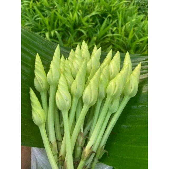 Hạt giống hoa chomchan - moonflower Thái Lan