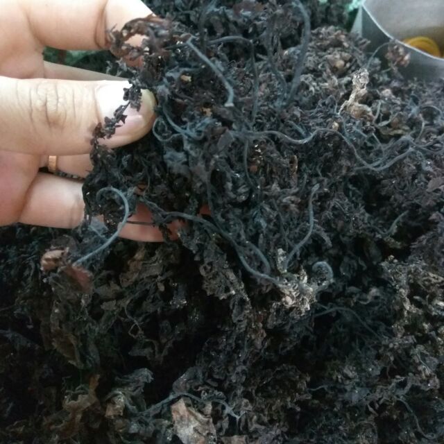 Rong Biển Nấu Sâm ( Rong Ướt) 1kg phỐ thẢo mỘc