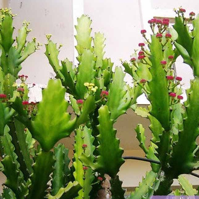 1 kg cây xương rồng ông dùng làm cay cảnh và trừ tà trước nhà.