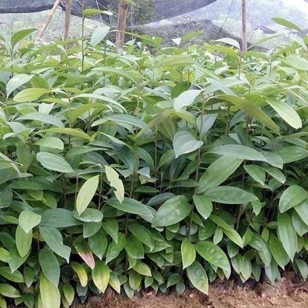 Cây quế Châu cây cao 40-50cm