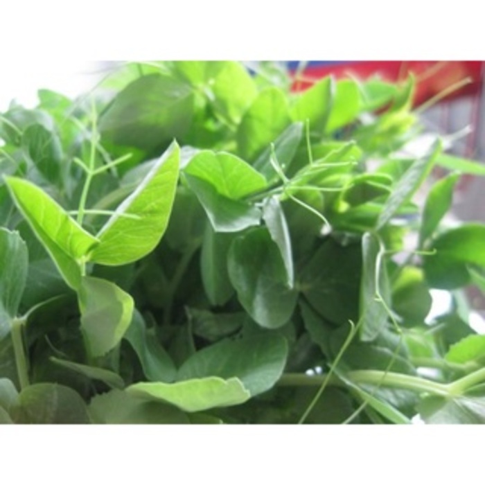 hạt giống đậu hà lan ăn lá