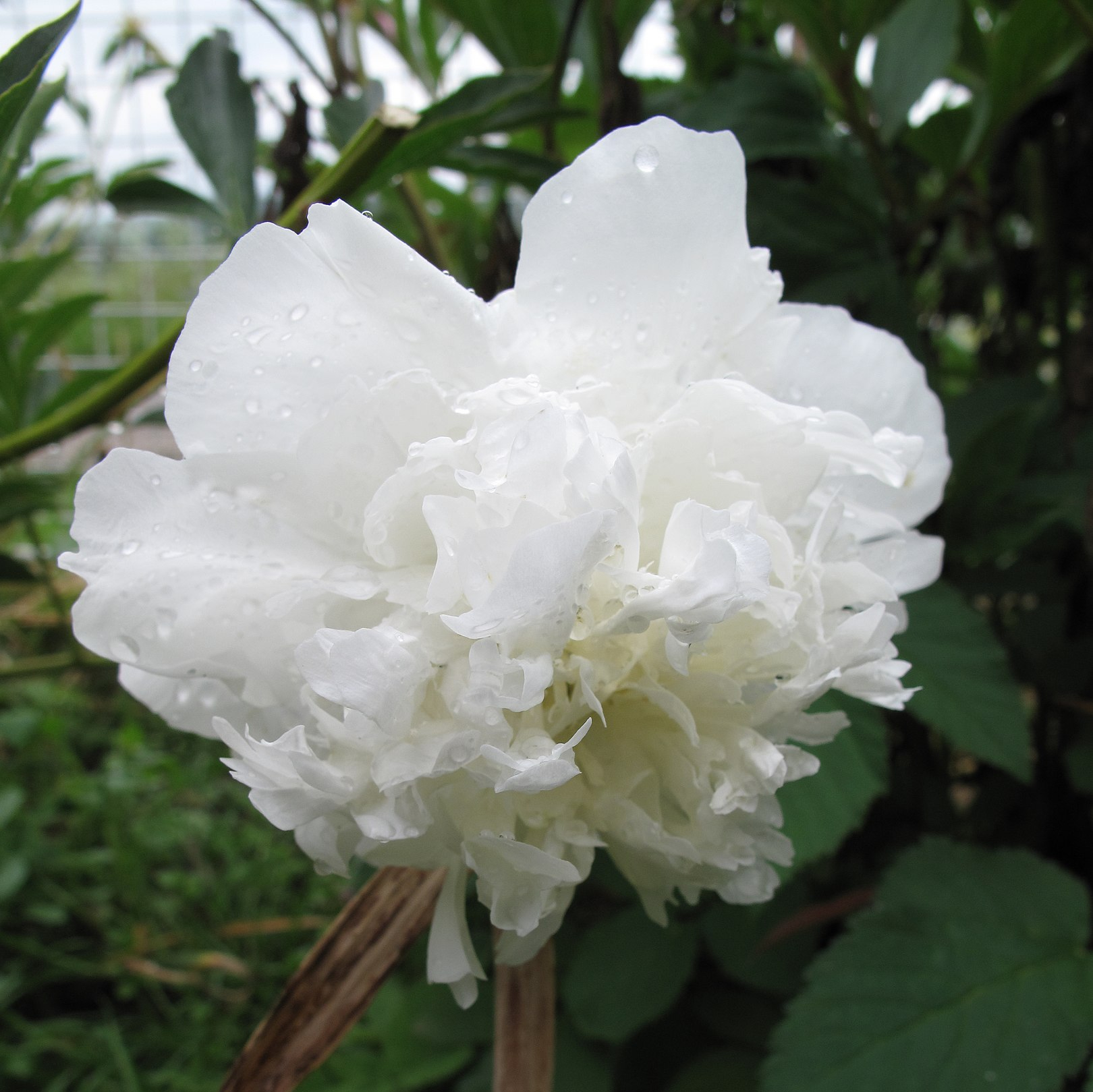 Hoa phù dung đẹp nhiều công dụng chuẩn hàng