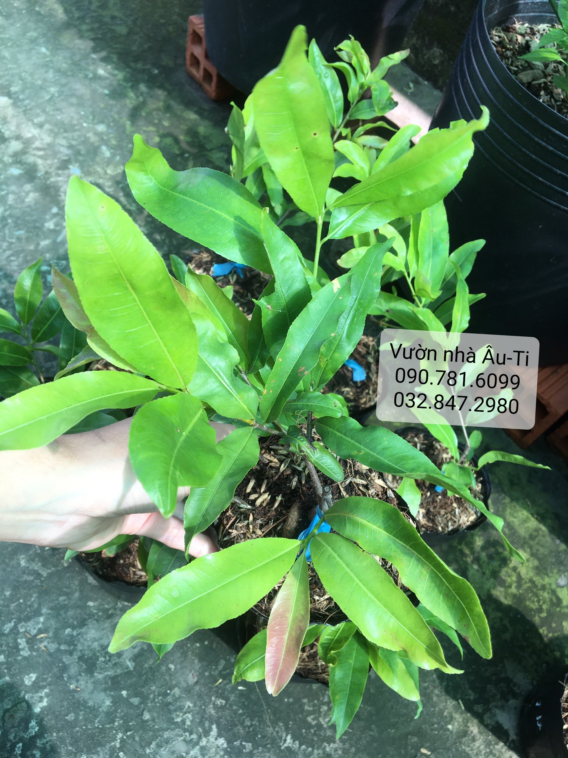 Mai cúc thọ hương bonsai mini [KHÁCH ĐƯỢC CHỌN CÂY SAU KHI LÊN ĐƠN]