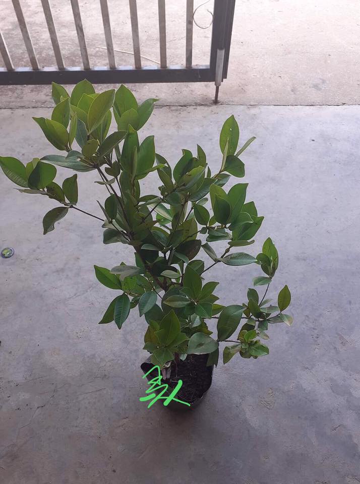 CÂY GIỐNG CHERRY NAM MỸ (CHERRY NHIỆT ĐỚI BRAZIL)