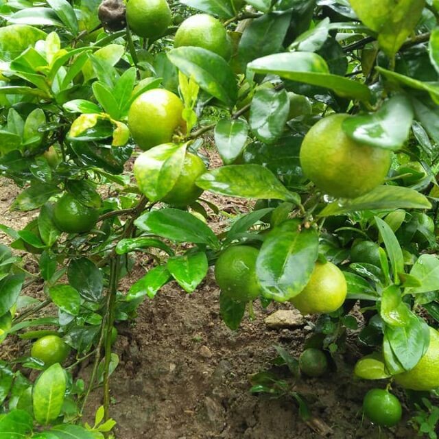 Cây giống chanh đào siêu quả siêu sớm