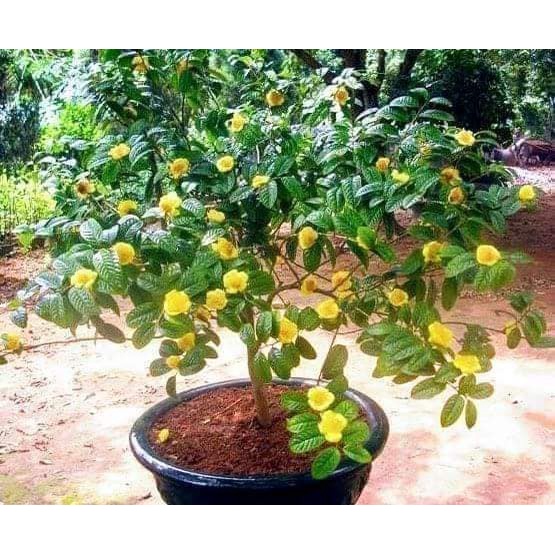 CÂY GIỐNG CHÈ HOA VÀNG-TRÀ HOA  VÀNG