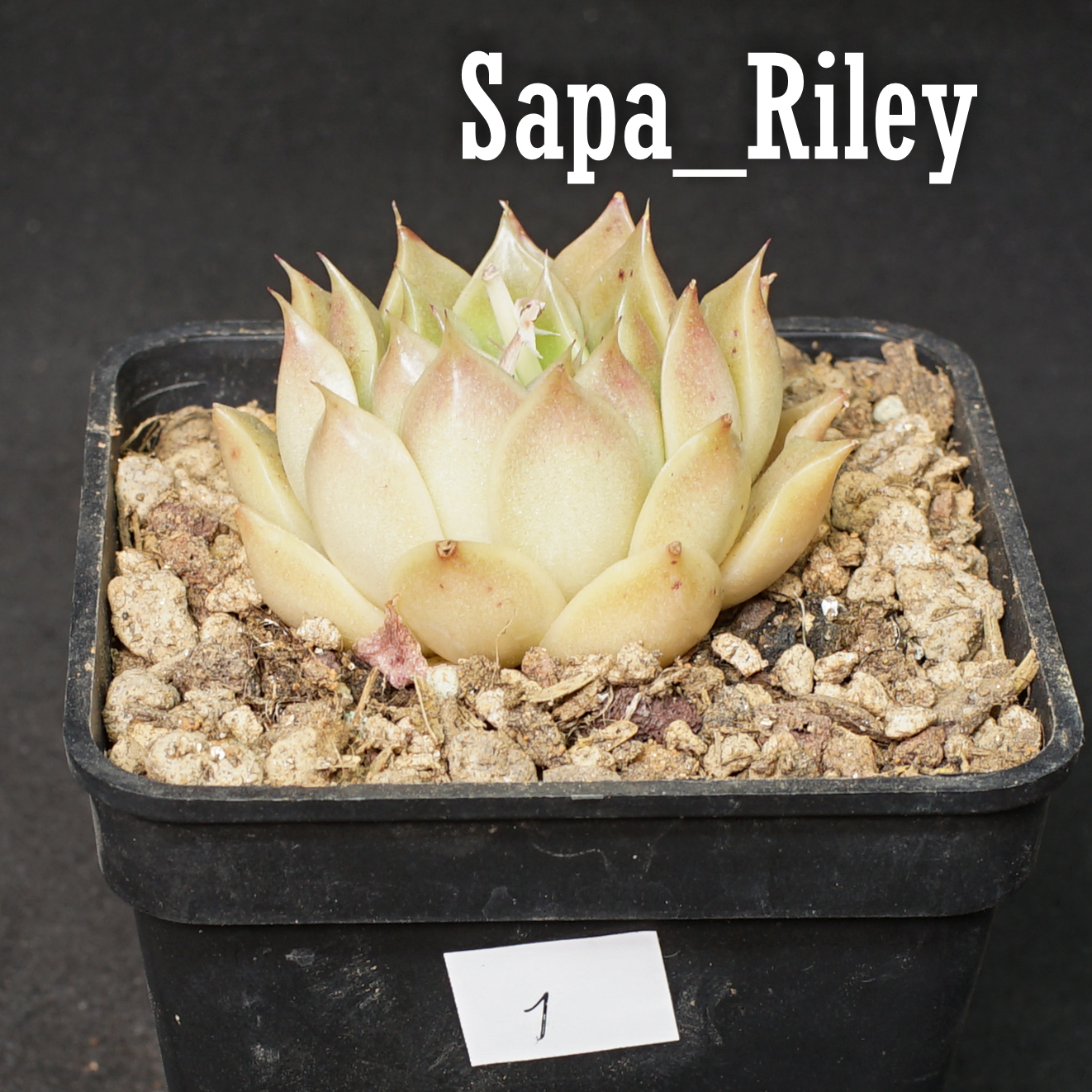 Sen đá Echeveria màu mè