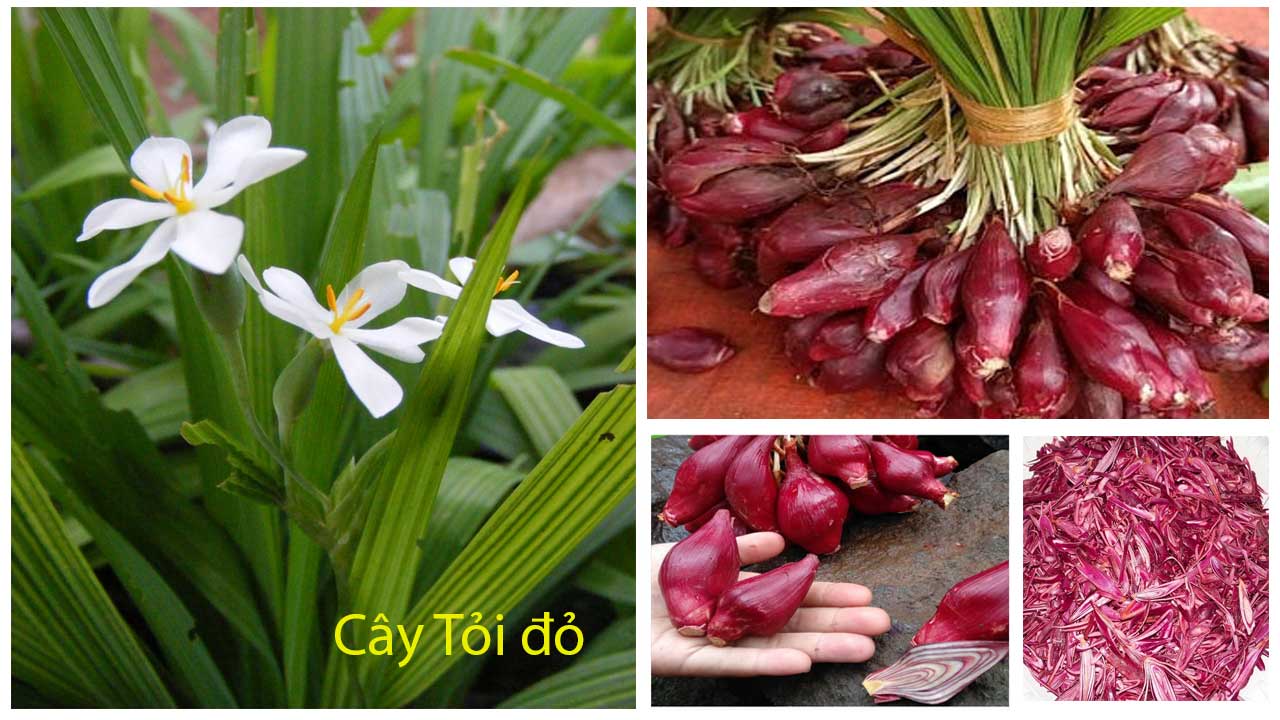 củ giống sâm đại hành (tỏi đỏ) thu hái từ rừng tự nhiên