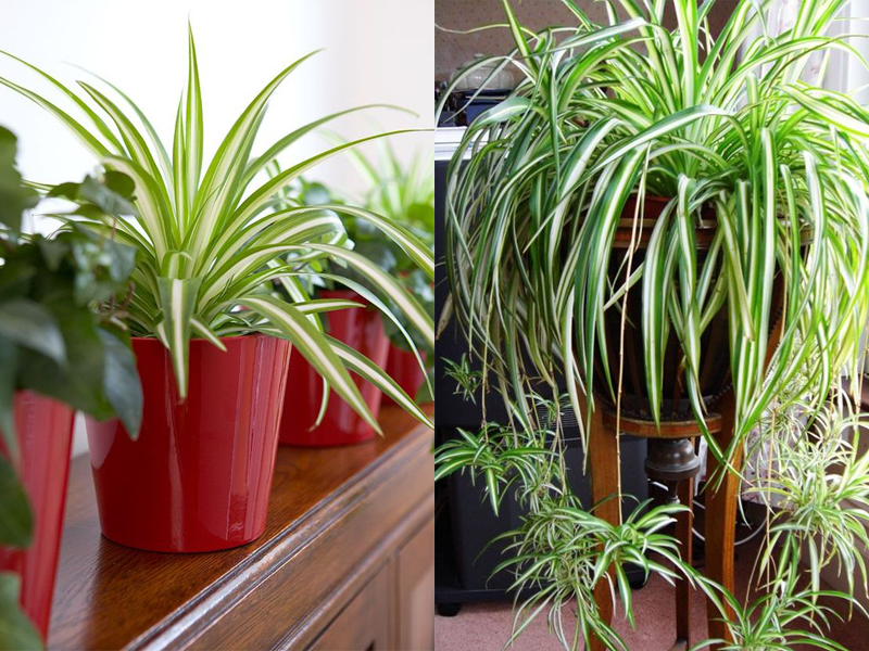 1 khóm Cây giống dây nhện/ lan chi