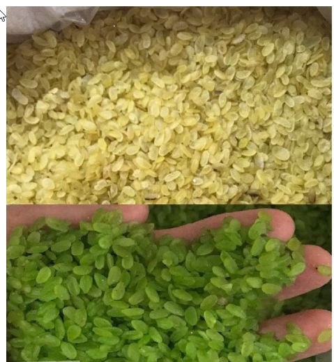 500gr Cốm xanh sấy khô (cốm nguyên liệu)
