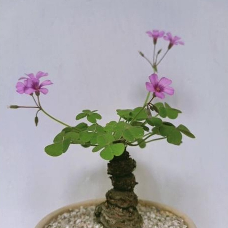 (Size nhỏ) - 1 củ giống me đất - Cỏ ba lá hoa tím [ Cây bonsai, phong thuỷ - Dễ trồng ]