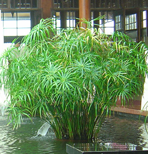 1 bụi cây thủy trúc-cây nhỏ giống