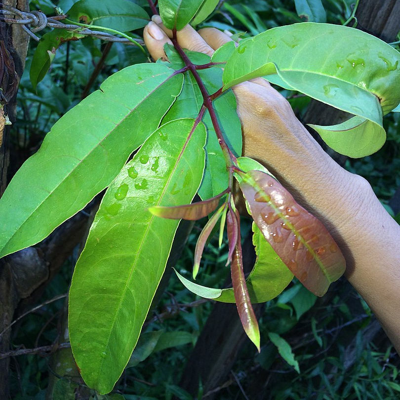 Cây giống thành ngạnh ( đỏ ngọn ) đa công dụng