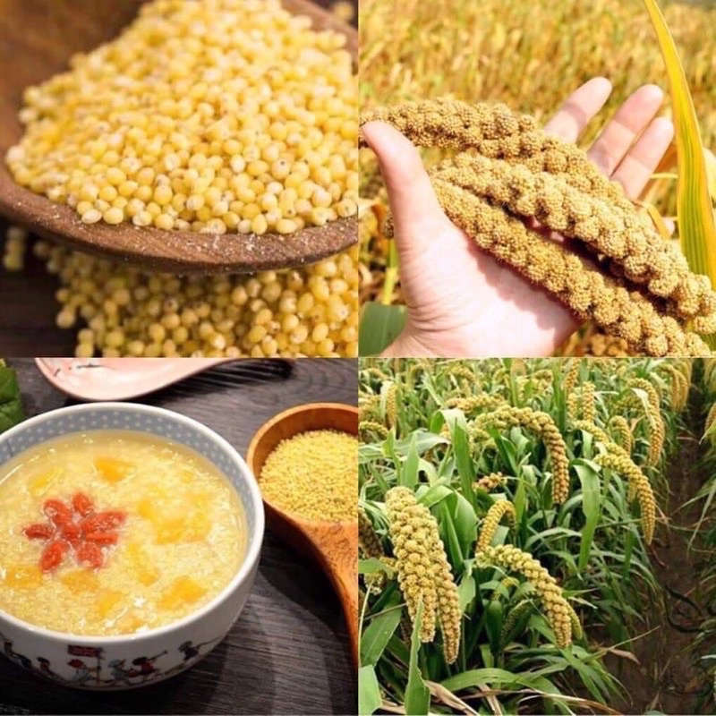 [FREESHIP] HẠT KÊ NẾP VÀNG THƠM CHUẨN ( Ăn dặm cho bé )
