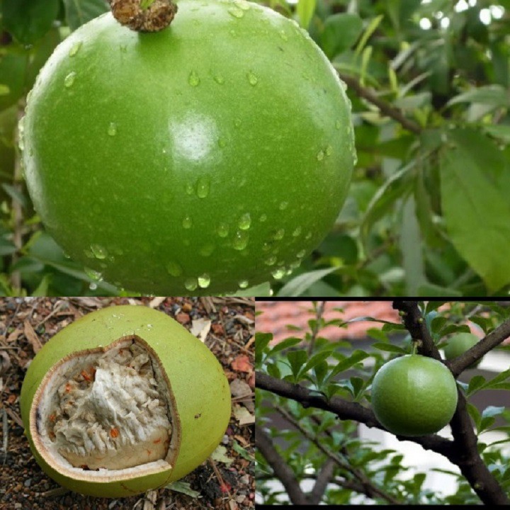 CÂY GIỐNG CÂY ĐÀO TIÊN (ĐÀO TRƯƠNG SINH)