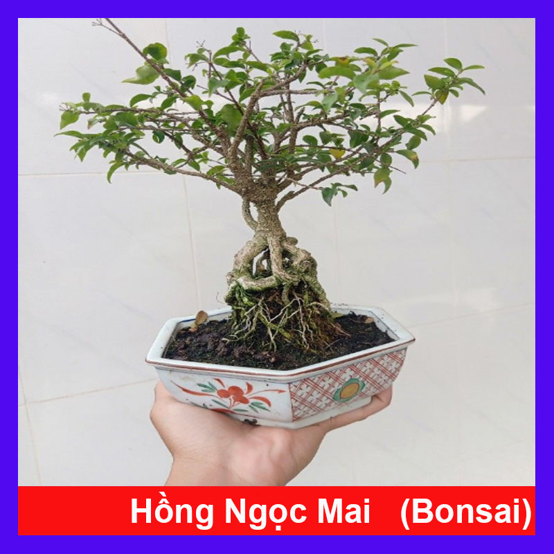 Cây Hồng Ngọc Mai Bonsai - cây cảnh bonsai