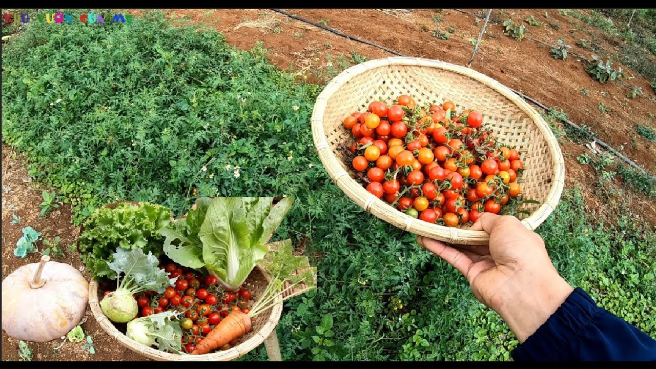 Hạt giống cà chua bi rừng ( cà chua bi dại ) - Gói 20 hạt