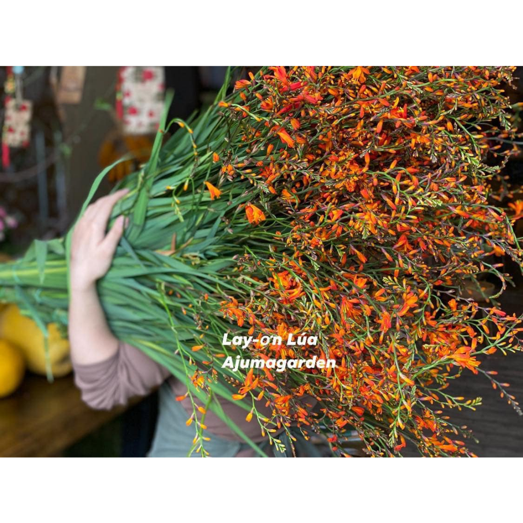 củ giống hoa lay ơn lúa (hoa dơn lúa) size to