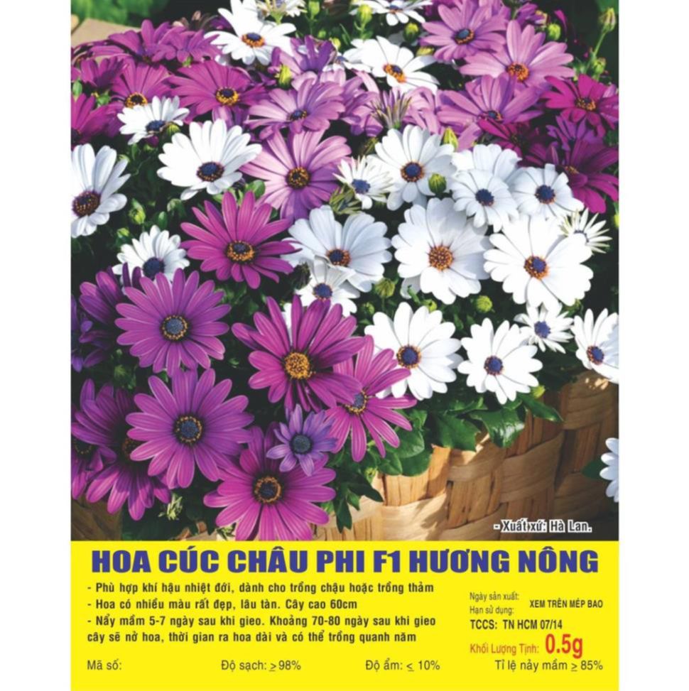 HẠT GIỐNG HOA CÚC CHÂU PHI F1 - GÓI 0,5 GRAM