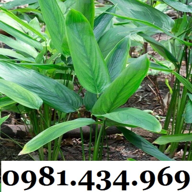Củ Bình Tinh (Dong Đao, Dong Tróc, Mì Tinh) 01KG Chuẩn Chất