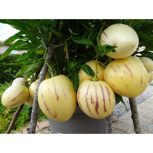 Hạt Giống Dưa Pepino (tặng kèm phân bón)