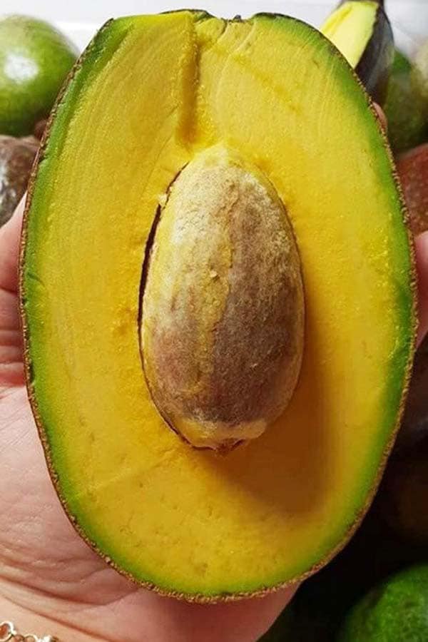 cây giống Bơ sáp lùn Thái Lan (siêu sớm)