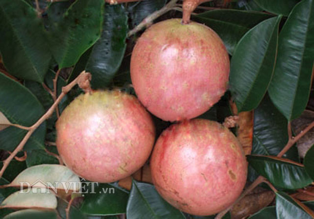 Cây giống Vú Sữa Bơ Hồng [ Cây ghép cho trái sớm, quả to trĩu quả ].