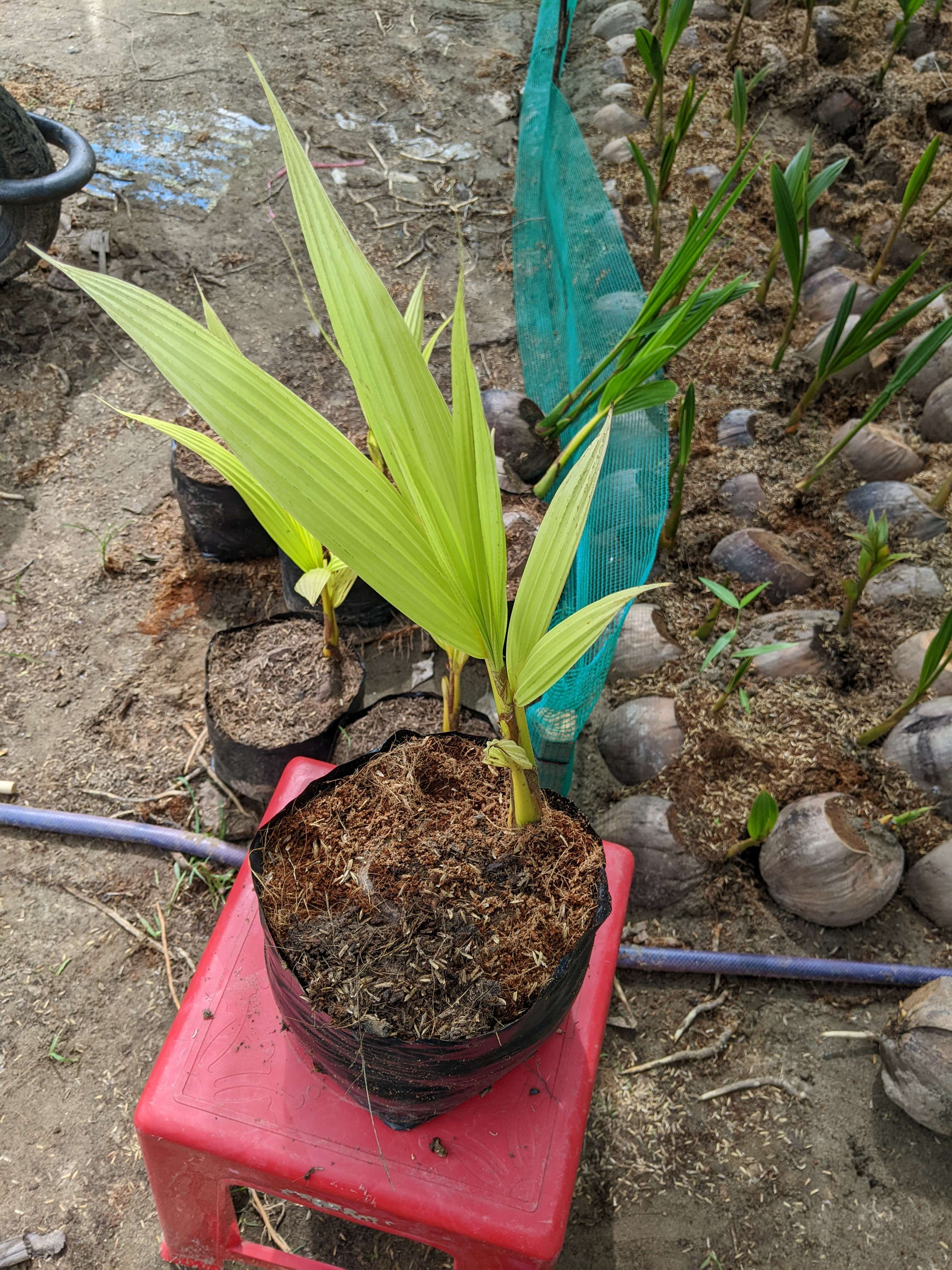 Phôi dừa đột biến thân lùn lá hoàng kim