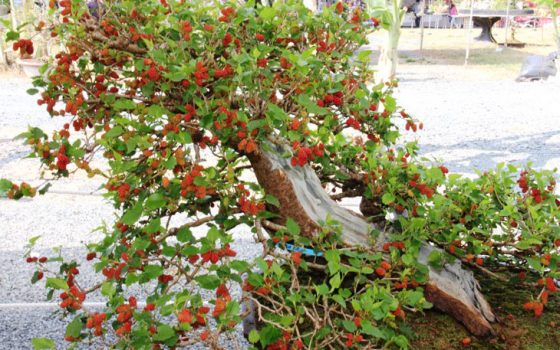 cây giống dâu tằm ăn trái (dâu ta đen )