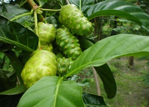Hạt giống cây nhàu - Gói 50 hạt