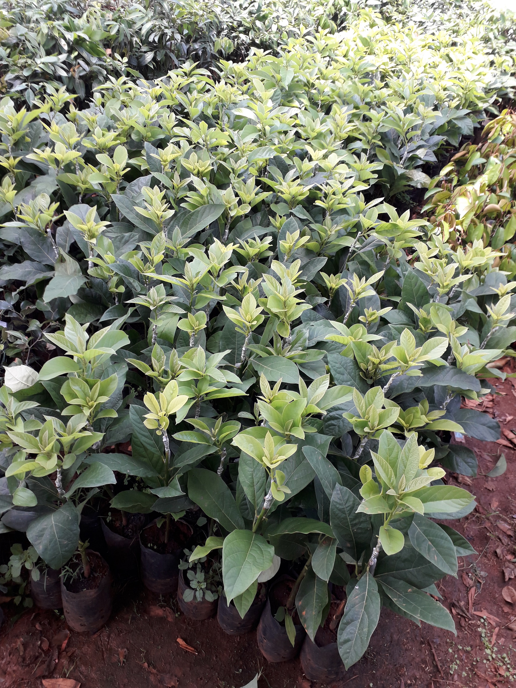 Cây Bơ Sáp giống siêu sớm [ cây ghép ]