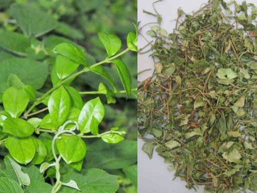 cây thìa canh lá lớn giống