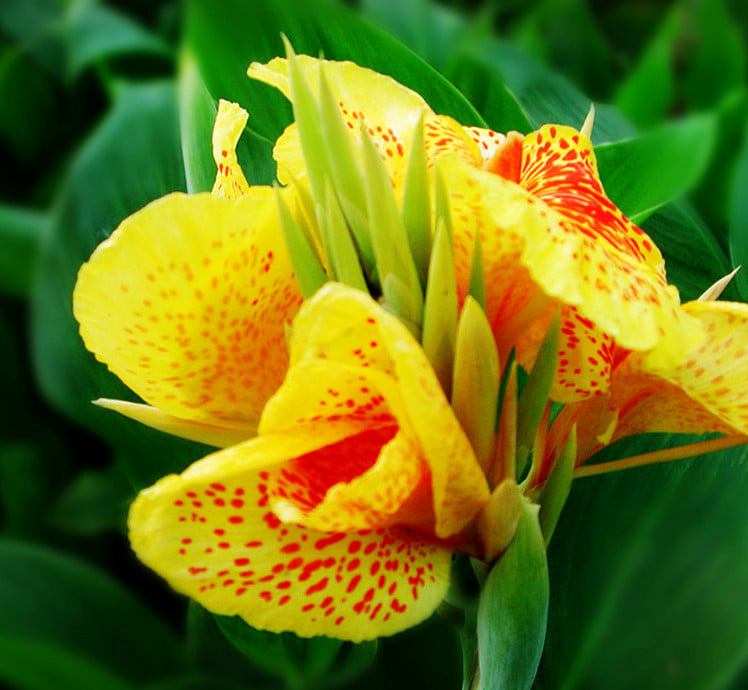 Củ giống chuối hoa - hoa chuối cảnh (màu ngãu nhiên)