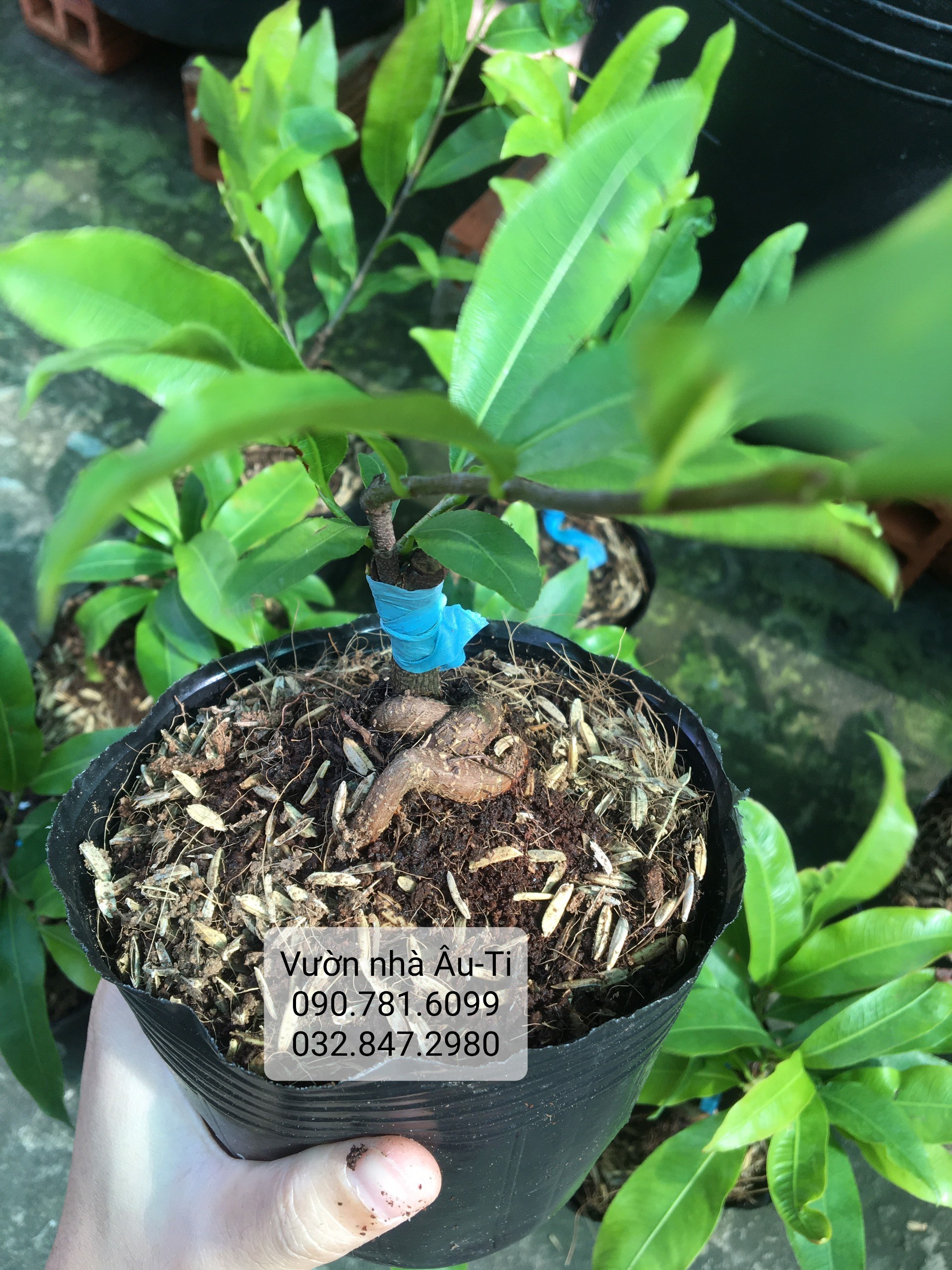 Mai đại lộc bonsai mini để bàn