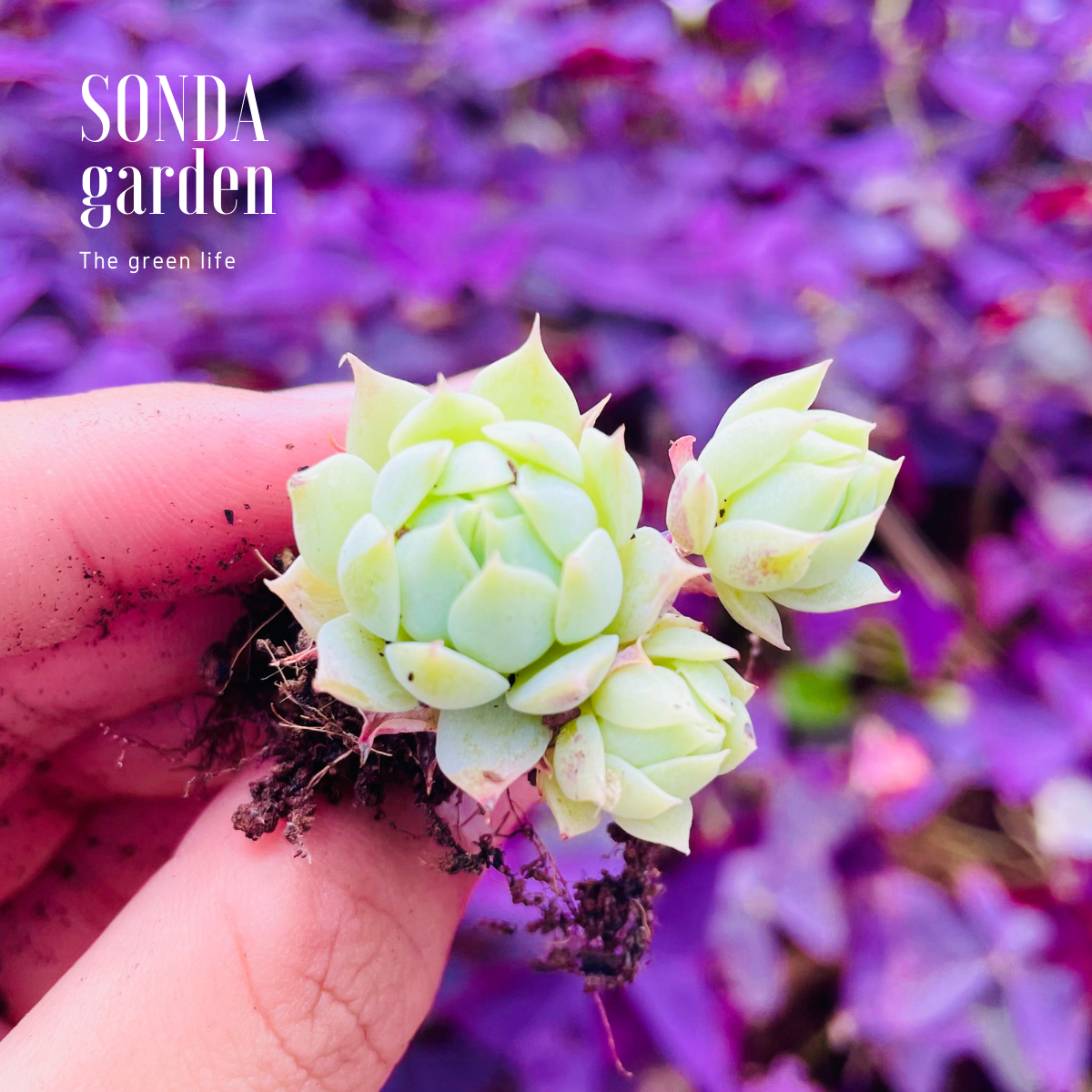 SEN ĐÁ DÙ KIM SIZE MINI LỖI 1 ĐỔI 1