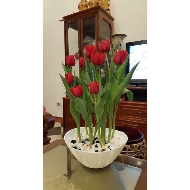 Củ hoa tuylip(1 củ) HOA TẾT
