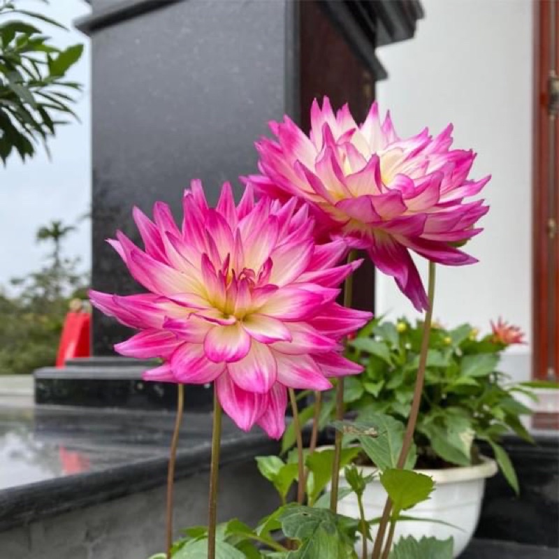 Củ giống hoa thược dược cánh sen(1 củ) HOA TẾT