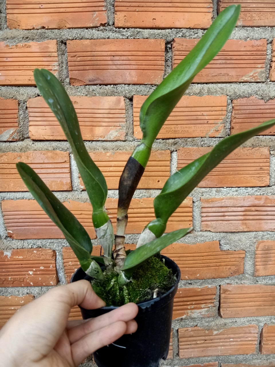 Hoalan Cattleya Gurgen kloop- chậu trưởng thành