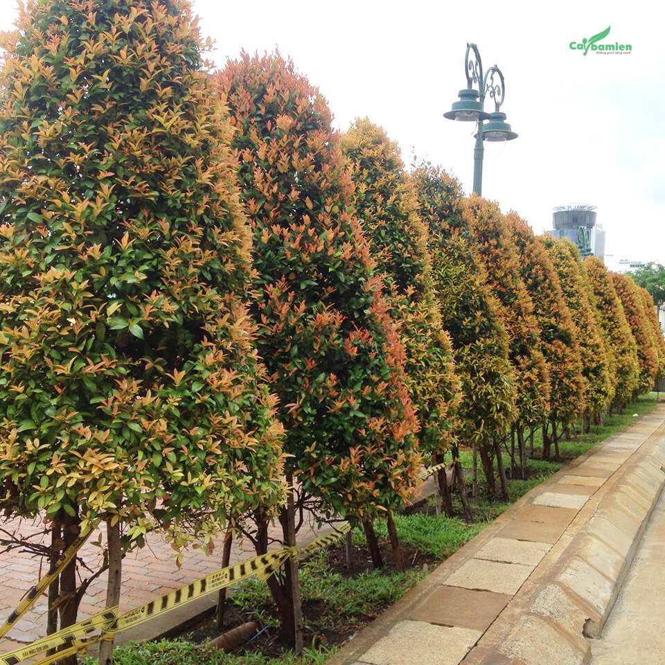 CÂY HỒNG LỘC SIZE LỚN -CÂY PHONG THUỶ