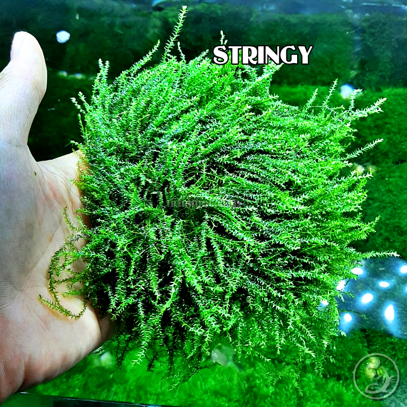 Rêu Stringy - Loài Rêu Thuỷ Sinh Độc Lạ - dùng Dán Lũa, Đá Trang Trí Bể Thuỷ Cá Thuỷ Sinh