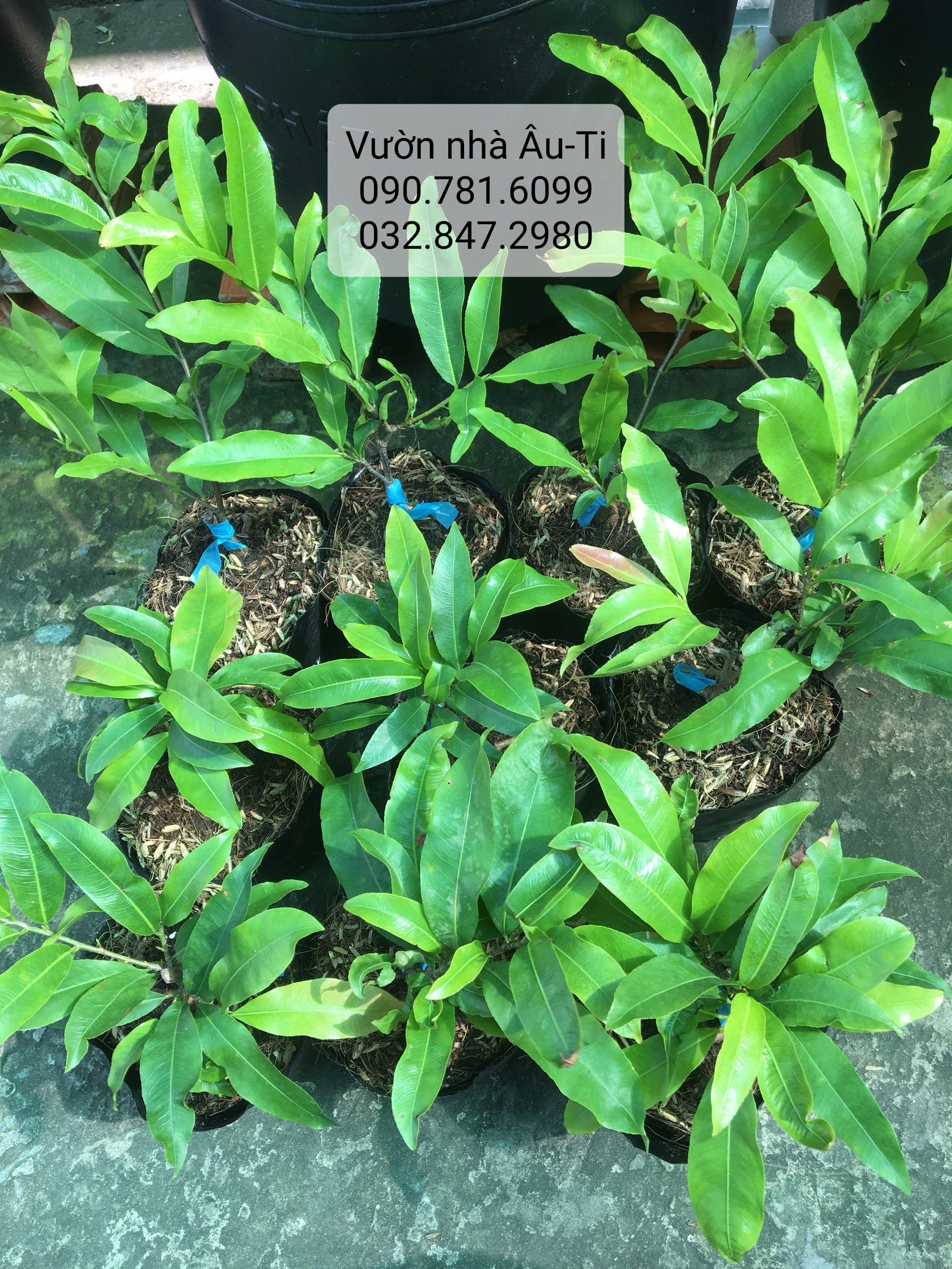 Mai đại lộc bonsai mini để bàn