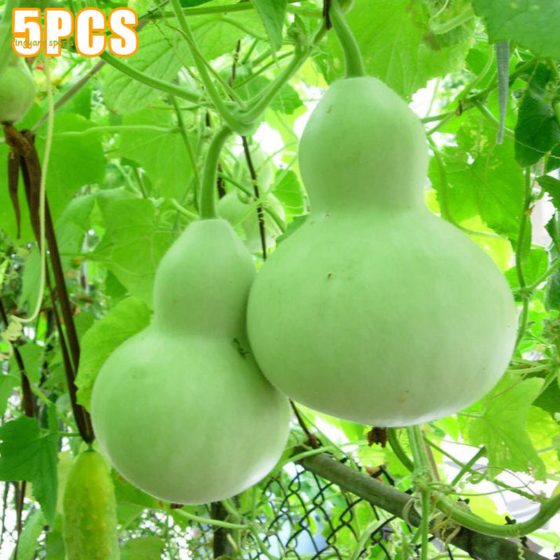 Ti-M 5 Pcs/Set Big Spoon Bottle Gourd Seeds Lagenaria Siceraria Home Garden Organic Vegetable Seed Bottle Gourd Seeds Lagenaria Siceraria Organic Vegetable Seed Home Garden Courtyard