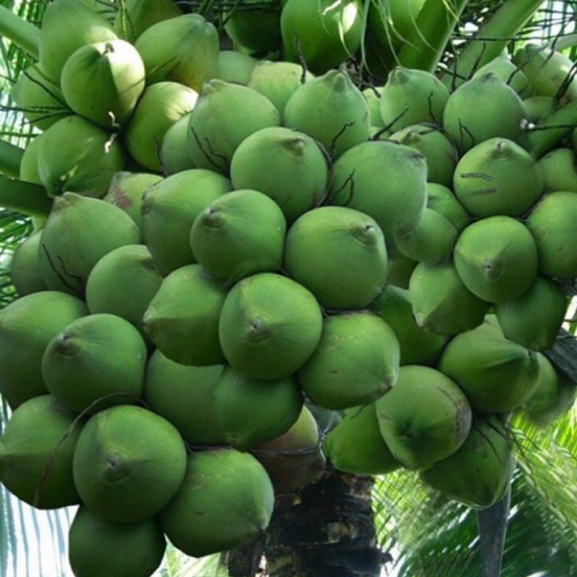 Cây giống dừa xiêm dứa lùn thơm ngon nguyên chủng