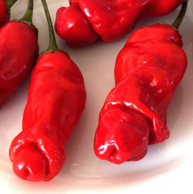 Hạt giống Ớt peter (ớt cu tý) tặng kèm kích mầm