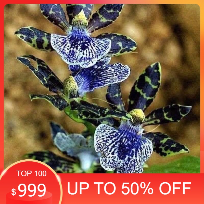 hoa Lan vũ nữ hàm cá mập(1 khóm) chơi Tết