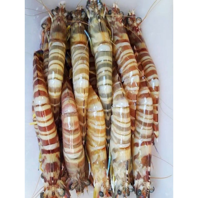Tôm He Biển Tự Nhiên 27-30 con