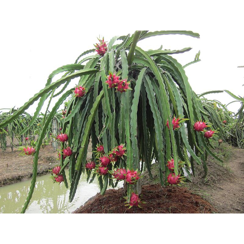 bầu cây giống thanh long đỏ ngọt bình thuận